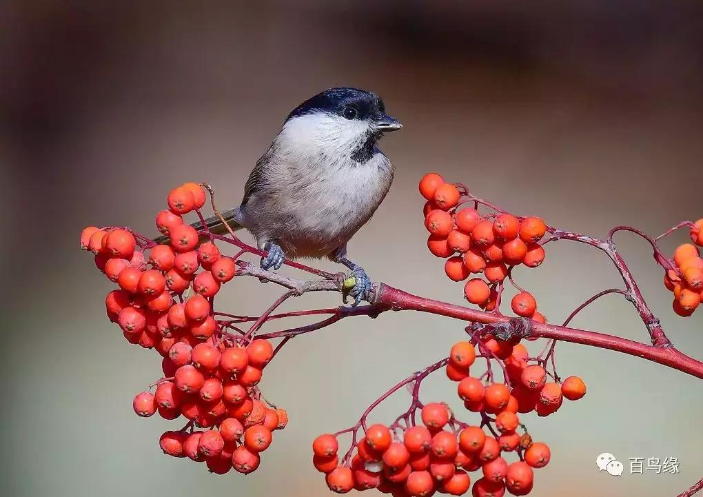 红子叫声好听吗,红子叫的声音mp3