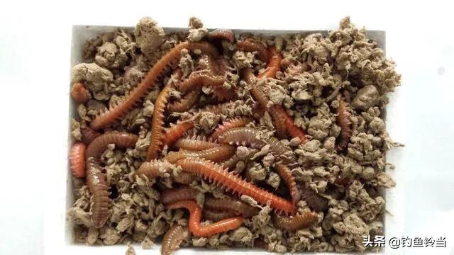 如何野钓海鲈鱼技巧和方法,海鲈鱼垂钓方法和技巧