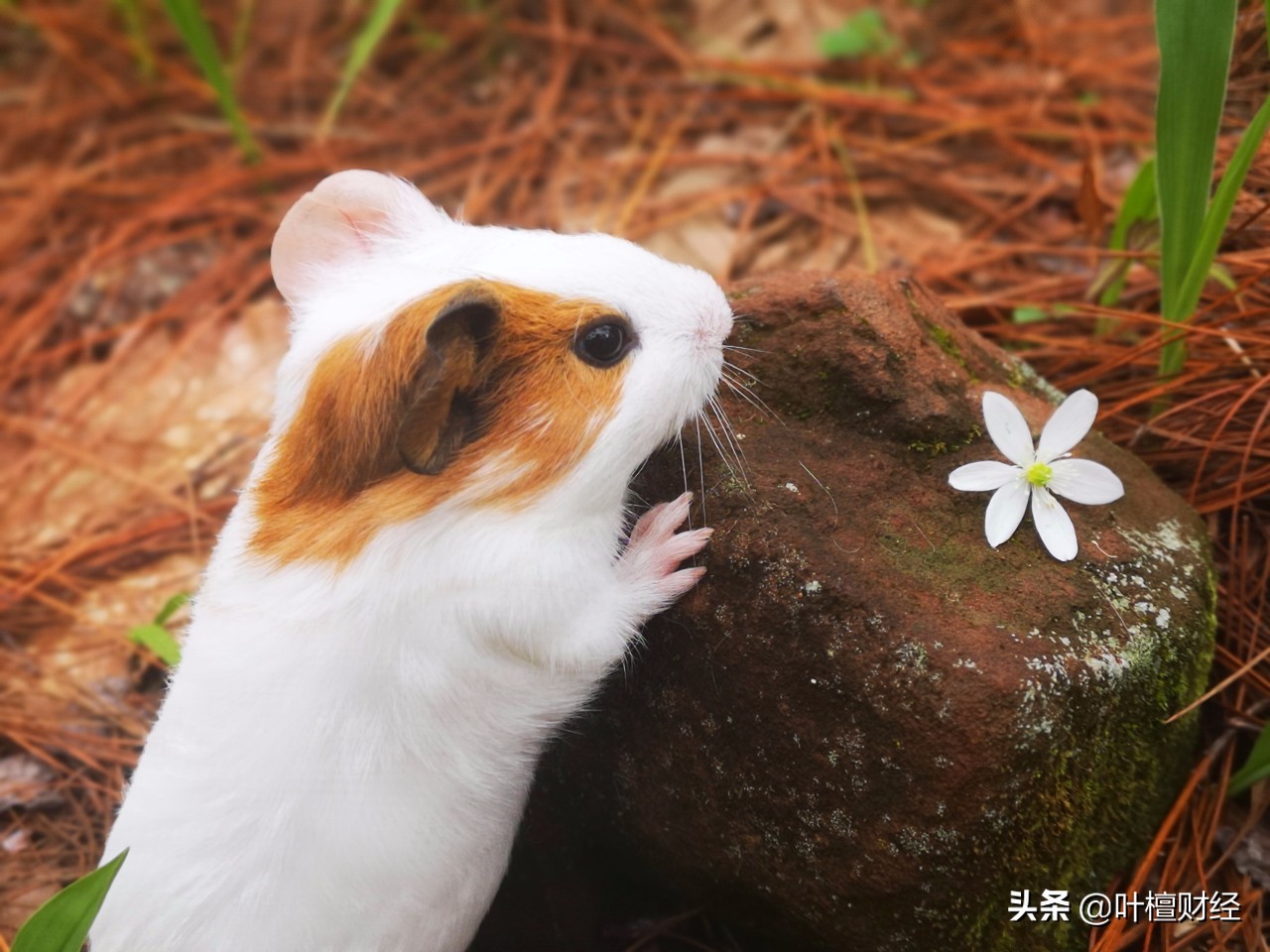 相信牛市会有前途吗,往后还会有全面牛市吗雪球