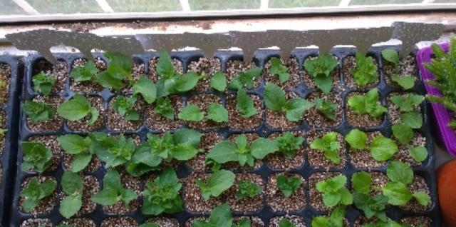 今年二月中旬可以给矮牵牛扦插吗,培育重瓣矮牵牛种子的方法有哪些