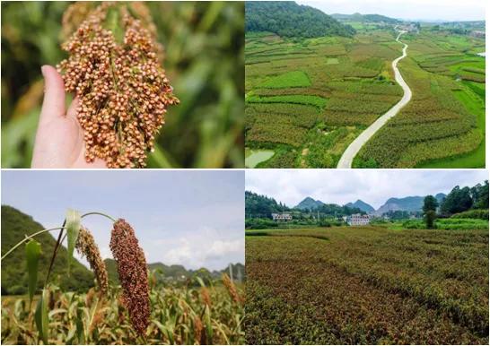 国台凭何领航商业生态?以“聚-合-通””缔结共享共赢的价值纽带