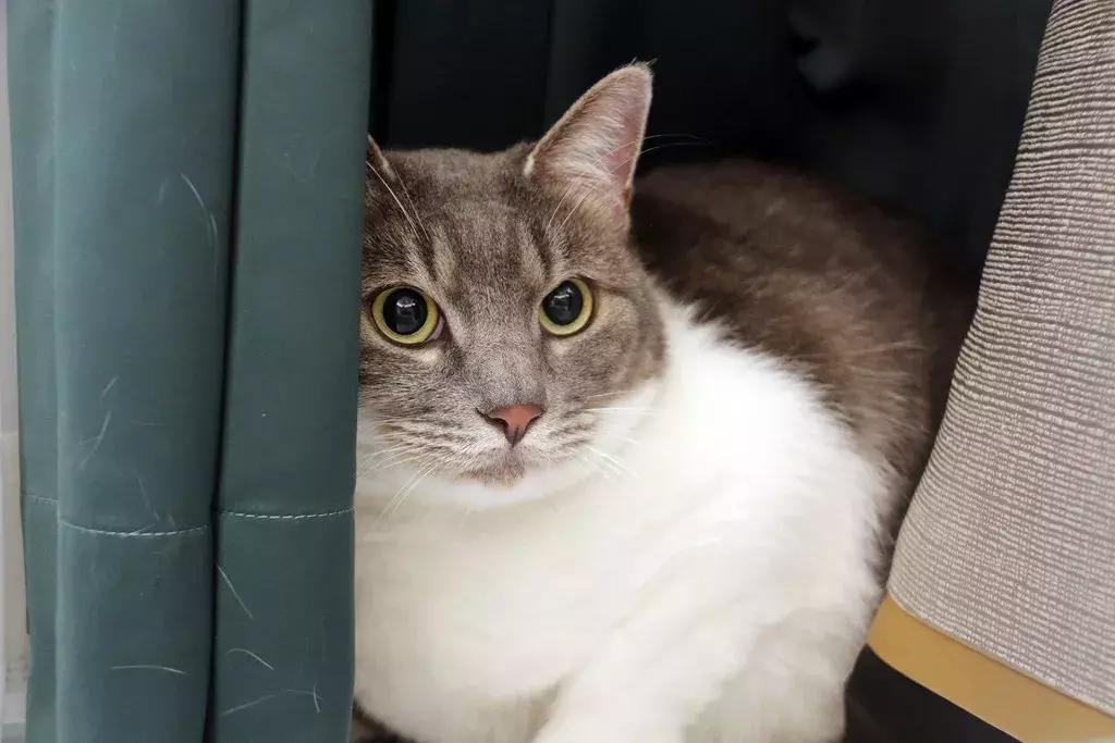 「胖虎大人看房记」第②期——宝龙世家