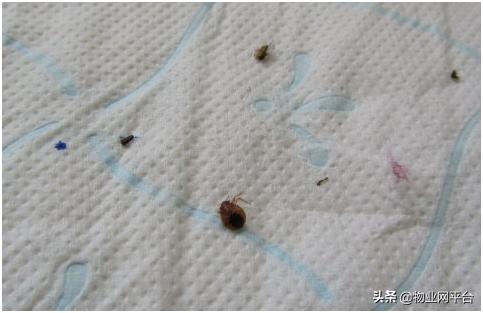 狗灭跳蚤最有效的方法,灭跳蚤老方法