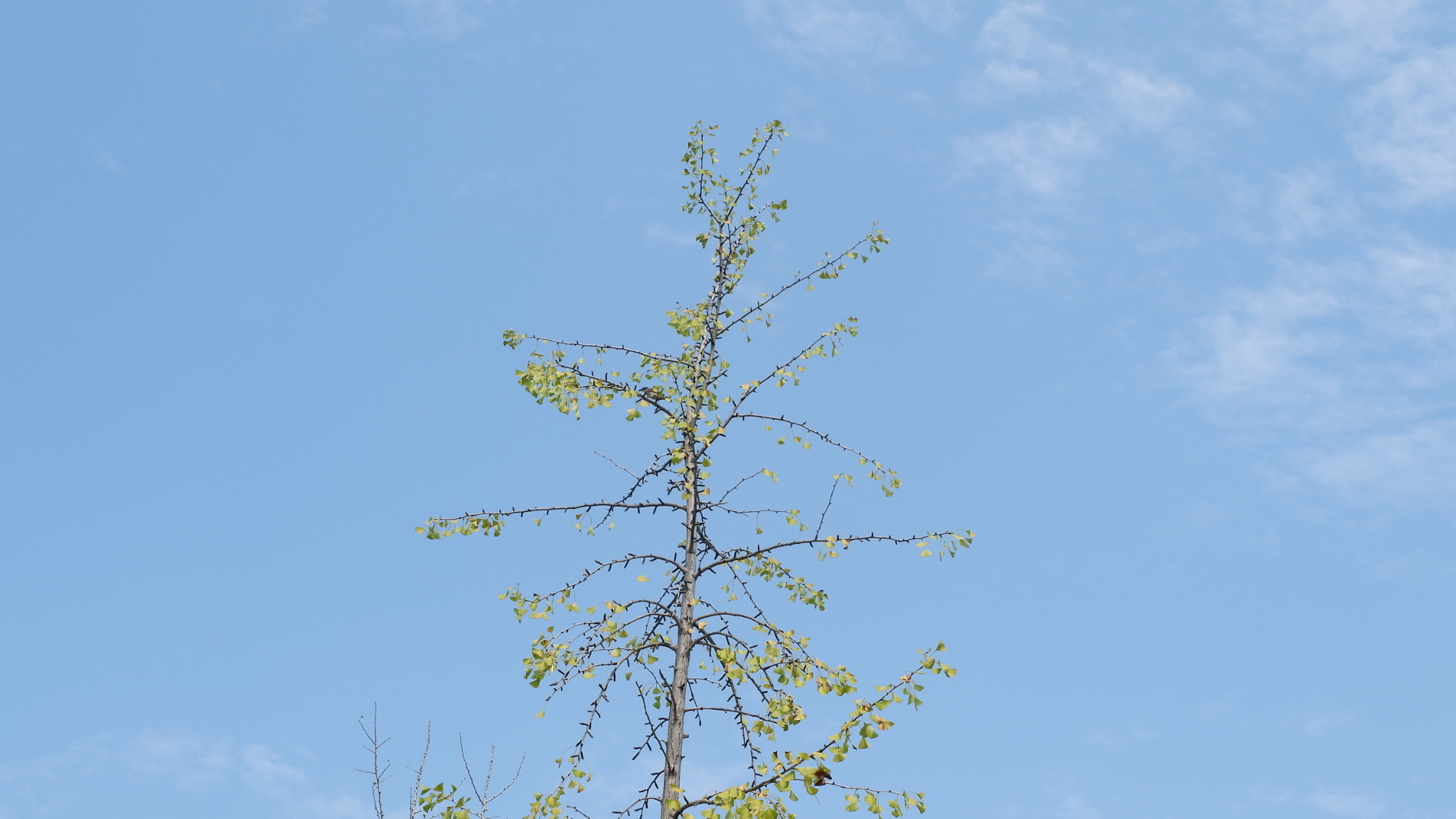 在地铁边看存在了两亿七千万年的树