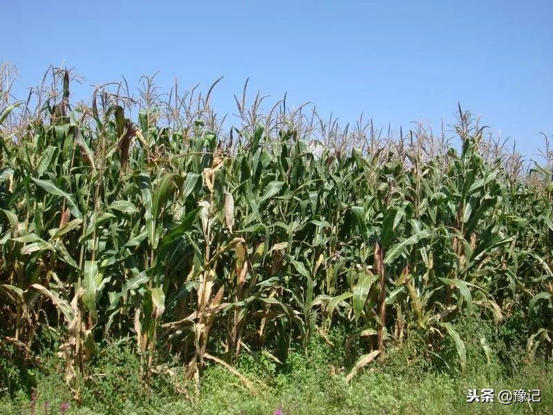 光棍刘军与侄女儿私奔之后，重男轻女的房村怎么样了？