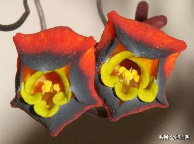 十种稀有长寿花,80个长寿花品种全都美极了