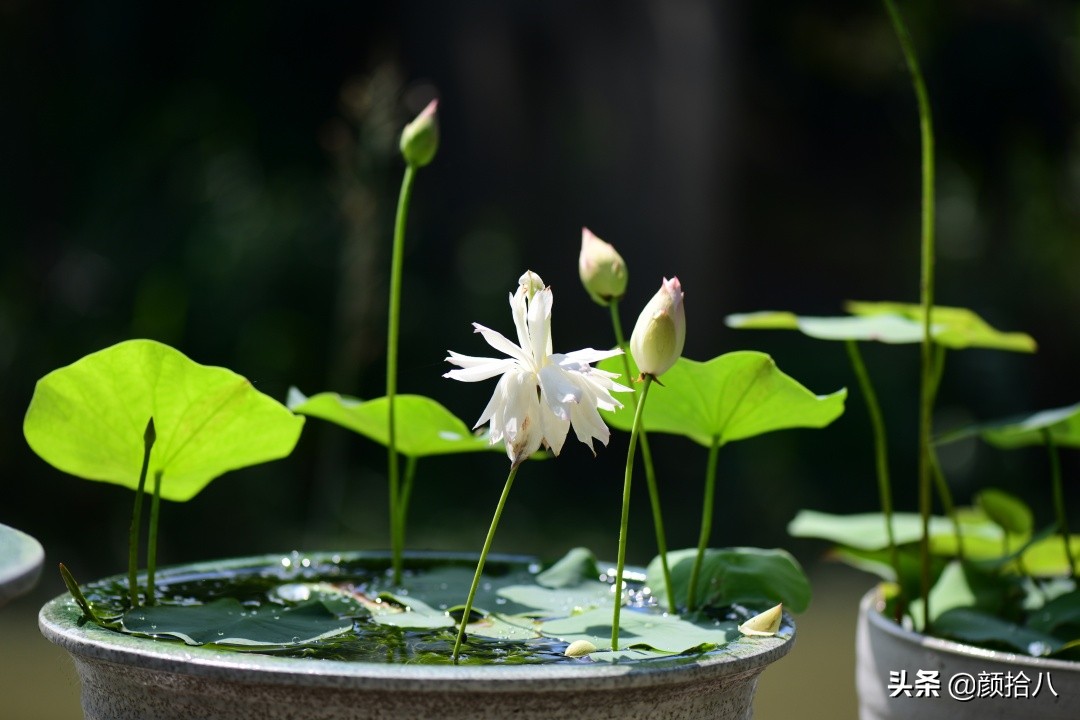 碗莲种藕生长到开花全过程,碗莲种藕到开花的过程