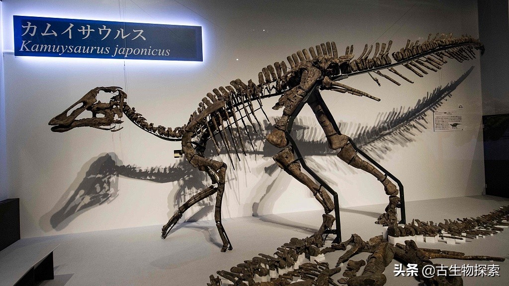 日本第一次在本土发现恐龙化石,发现最不完整的恐龙化石