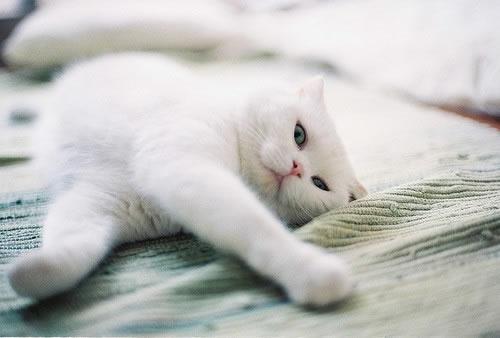 我家猫咪阴部出血，难道是来月经吗？