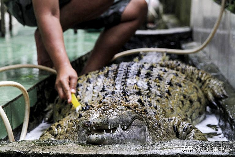 把鳄鱼当宠物养了20年每天400斤,鳄鱼当宠物炫耀