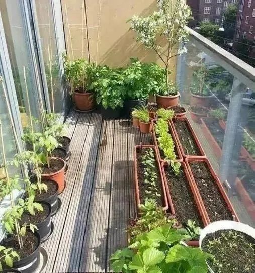 茄子病虫害早期症状,盆栽茄子落花落果什么原因