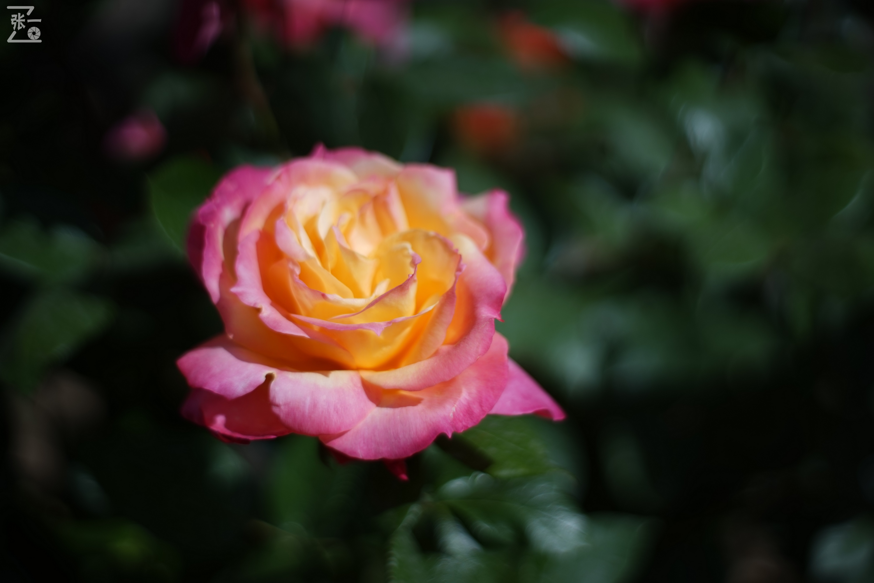 凤凰国产50mm镜头,凤凰索尼e口镜头