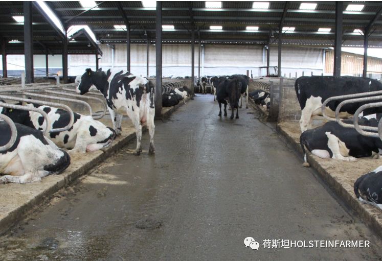 PeterEdmondson博士：乳房炎防控之干奶期管理