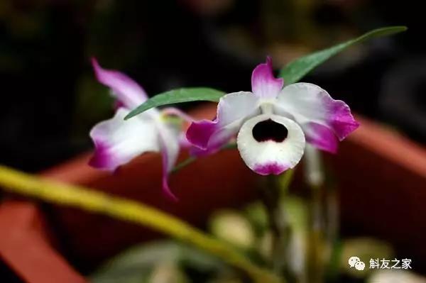 石斛兰叶子变黄的解决办法,石斛兰叶子变黄了怎么解决