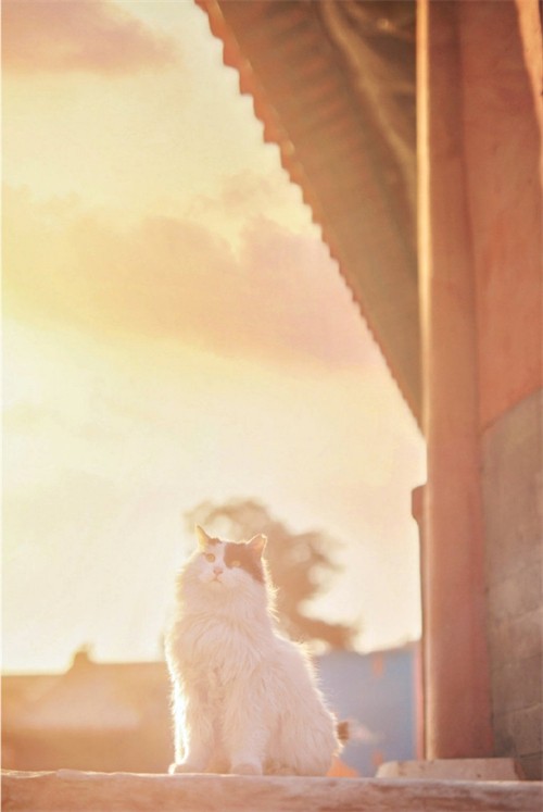 宫猫图鉴在哪儿,宫猫图鉴个人主页