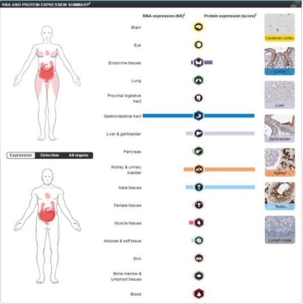 新型冠状病毒攻击肾脏睾丸,新研究揭示新冠病毒如何影响心脏
