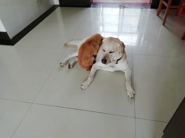 狗狗为什么不能吃小龙虾,狗为什么不能吃龙虾