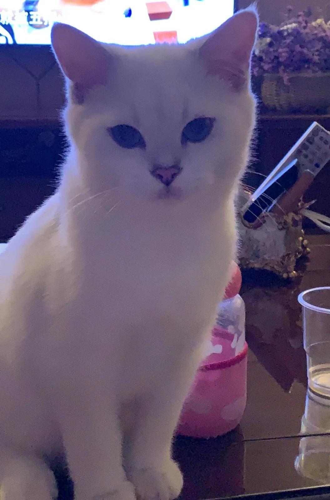 交易猫买号可信吗,在网上买猫靠谱吗