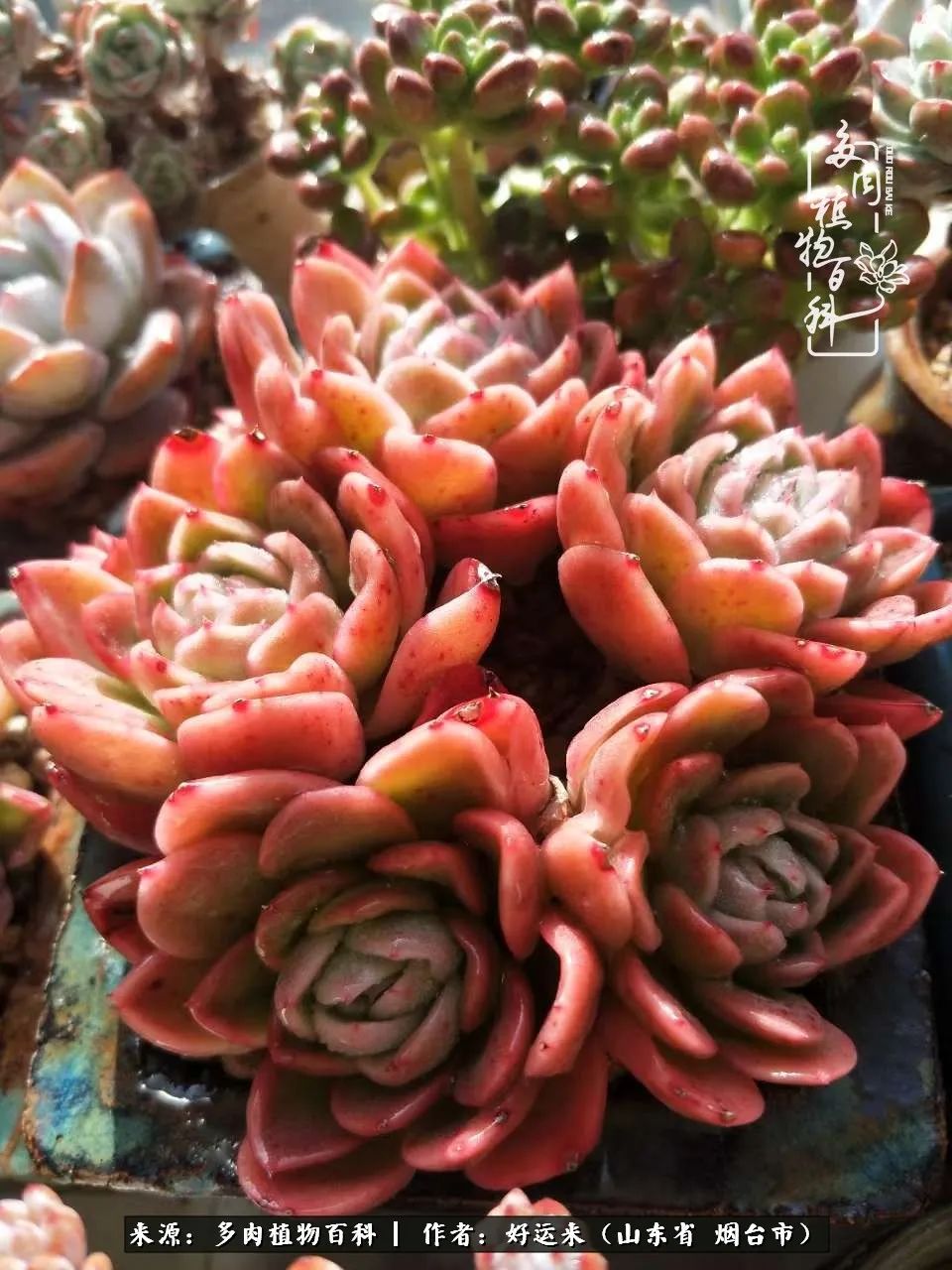 世上怎么会有这么可爱的生物,这世上怎么会有那么可爱的小可爱