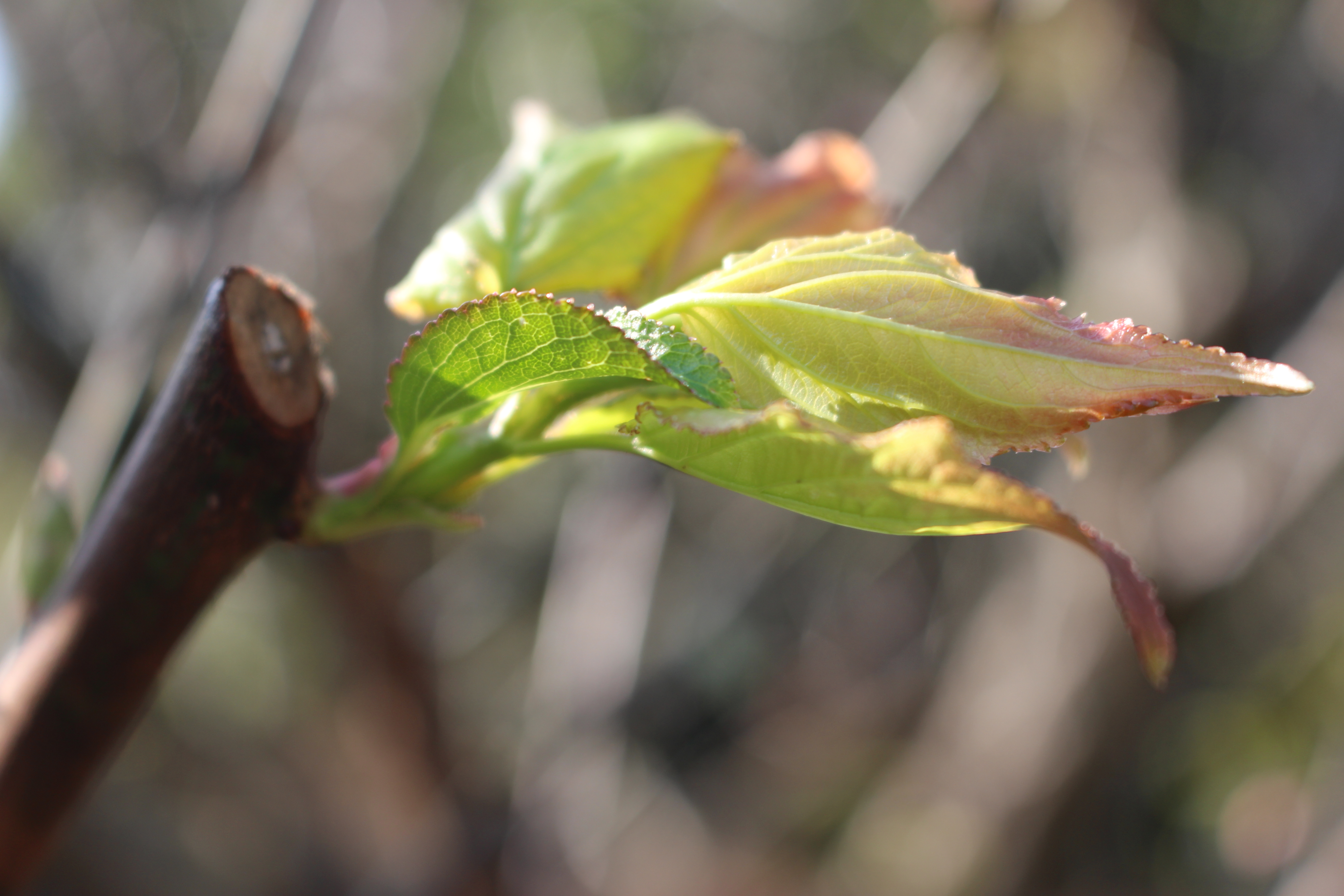 张廖官陂厚嗣坑的解字注释字面解读