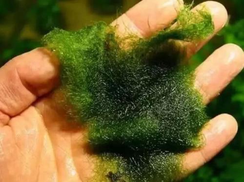 稻田的水棉怎么去除,稻田水绵是什么原因