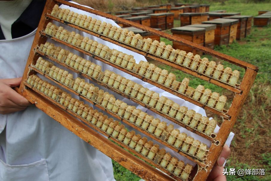 王台基是“圆形”的好还是“锅底形”的好?选对了,产量大增!