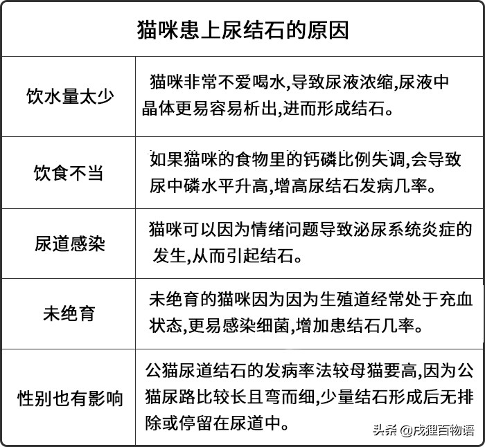 猫咪尿频、尿不出，小心尿结石