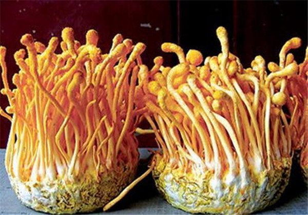 蛹虫草人工种植好种吗,蛹虫草的培育技术与管理