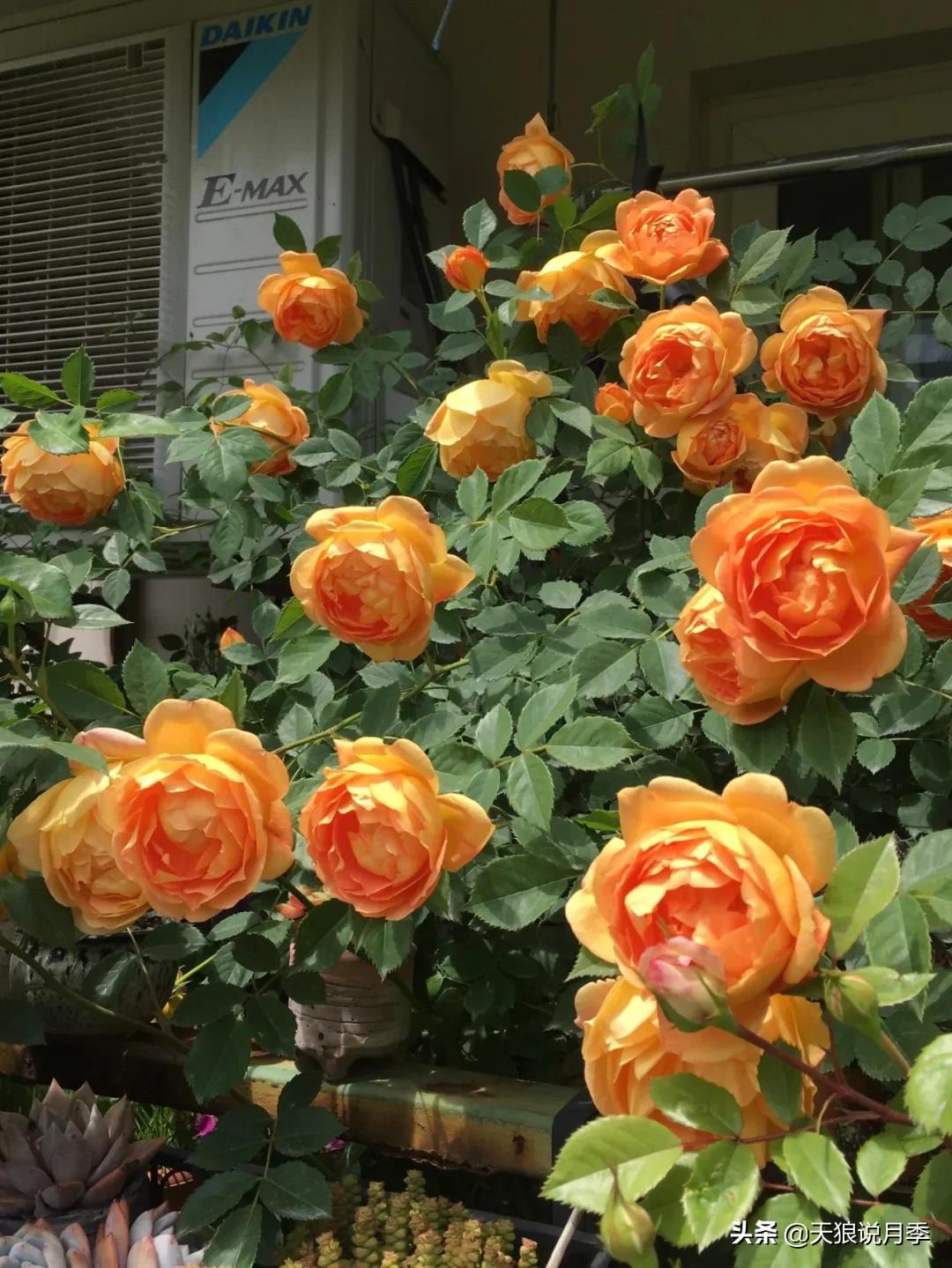 月季花是时候展现真正的技术了 (开春的第一波月季花就这么过去了)