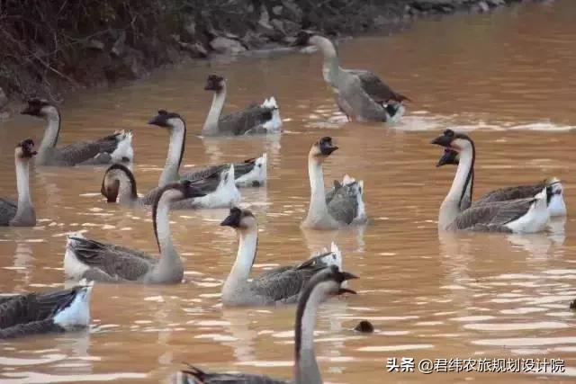 重庆小众避暑农家乐推荐,重庆南山高级农家乐排行榜前十名