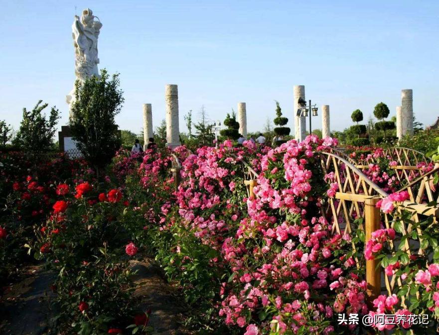 如果月季有黑斑病怎么办,如果月季花枯萎如何救好