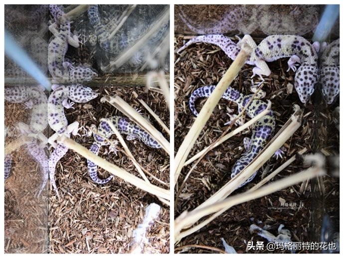 雨林缸可以养的蜥蜴,鱼缸改造封闭式雨林缸养蜥蜴