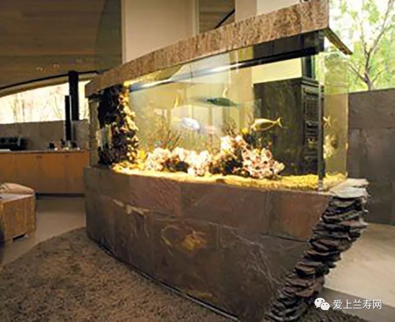 鱼缸五十种鱼,家庭鱼缸养什么鱼更容易存活