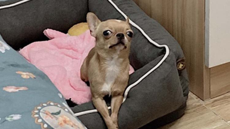 狗子为什么往别人窝里撒尿,狗子在自己窝里尿尿原因