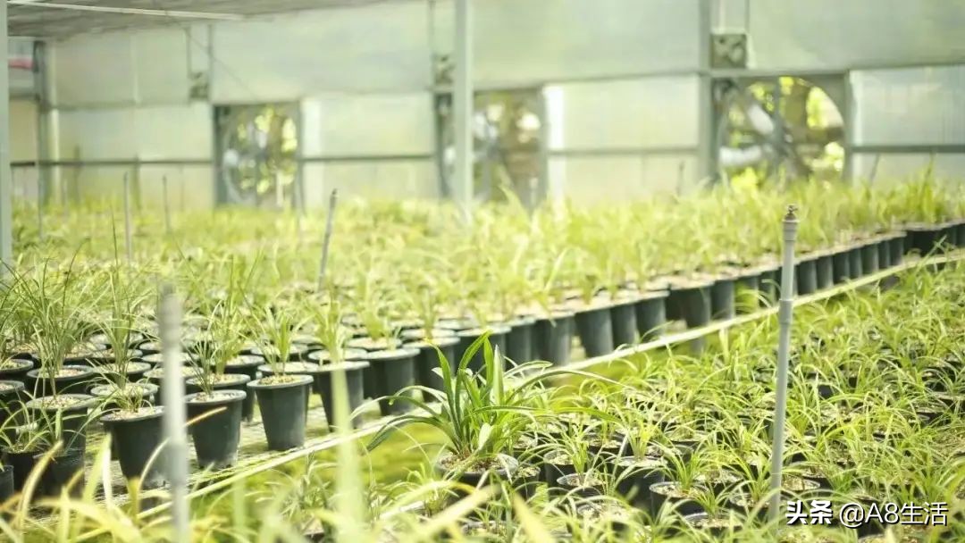 2019蕙兰端梅价格,每日一品花卉