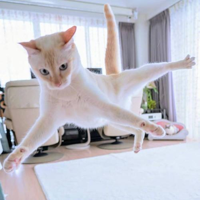 猫咪腹部不大就一定是猫传腹吗,猫咪腹部下垂但是身体很瘦