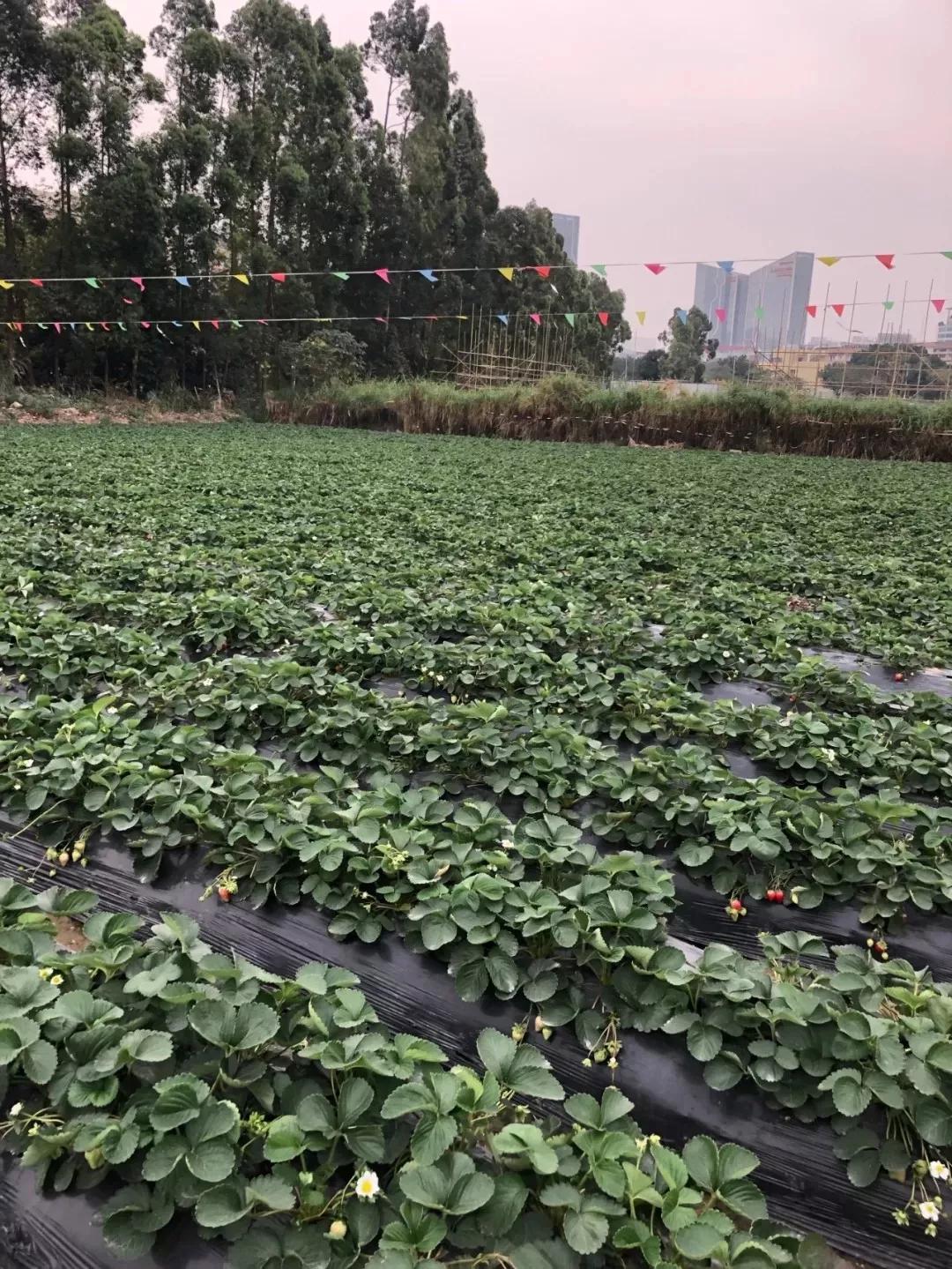 春天买盆小苗苗，嘟噜嘟噜直结果，吃完一茬又一茬