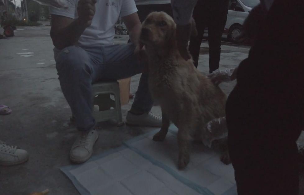 四川救狗狗后续,四川洪水狗狗救自己孩子后续