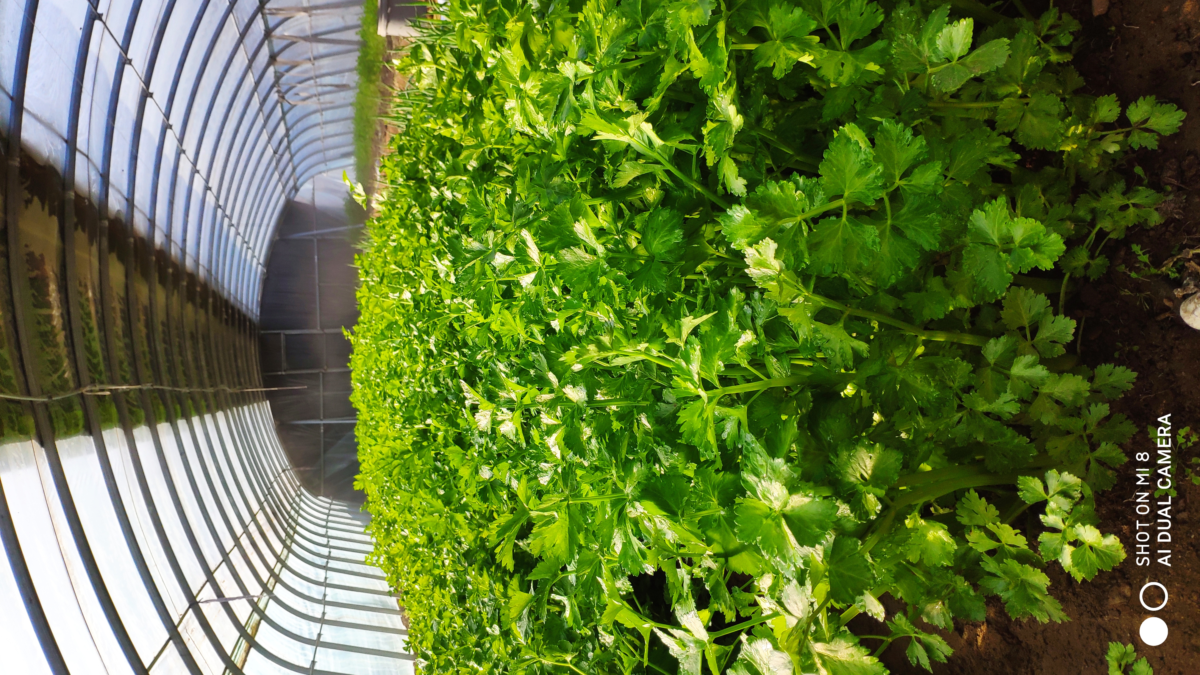 崂山水畔菜蔬鲜,黄石洞中书韵长