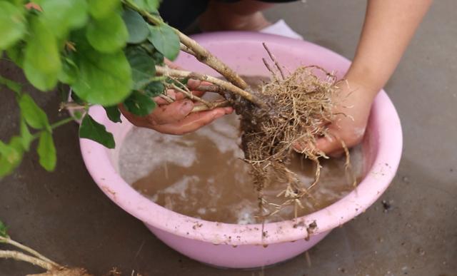 新买的栀子花，老是黄叶子，这是商家的猫腻，教你一招，起死回生