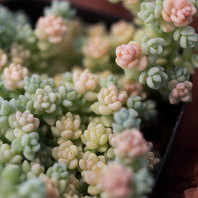 姬星美人的养殖方法和注意事项,姬星美人怎么养视频