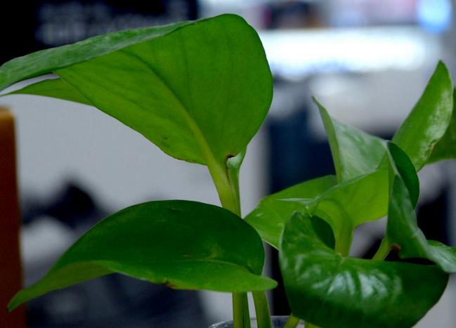 水培的绿萝如何正确转土培,水培绿萝可以直接种盆里吗