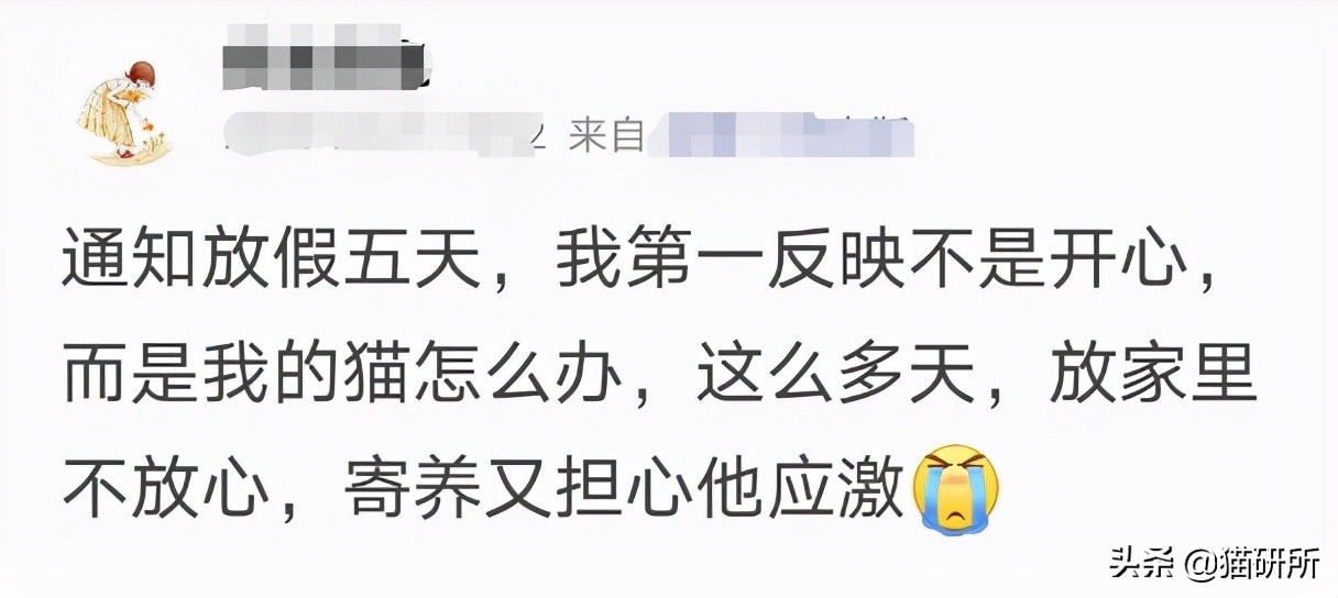 假期外出如何给猫咪找靠谱寄养,怎么找靠谱的猫咪寄养