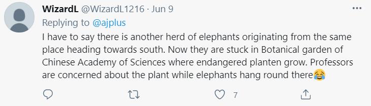 云南象萌翻全世界!外网追直播“吸大象”,夸中国护象措施太可爱