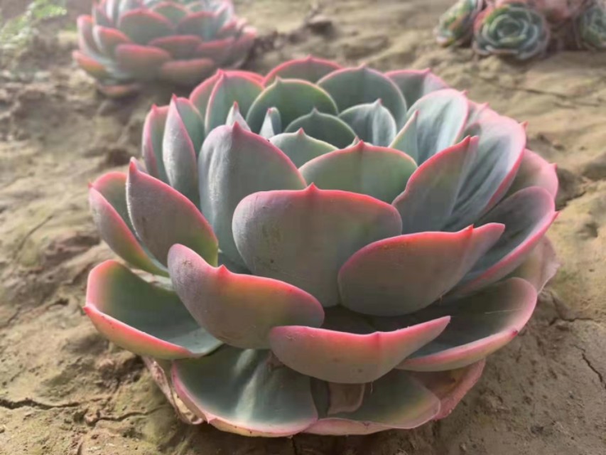 玉蝶直接种地里，个个漂亮长势好！玉蝶度夏这样做，没毛病