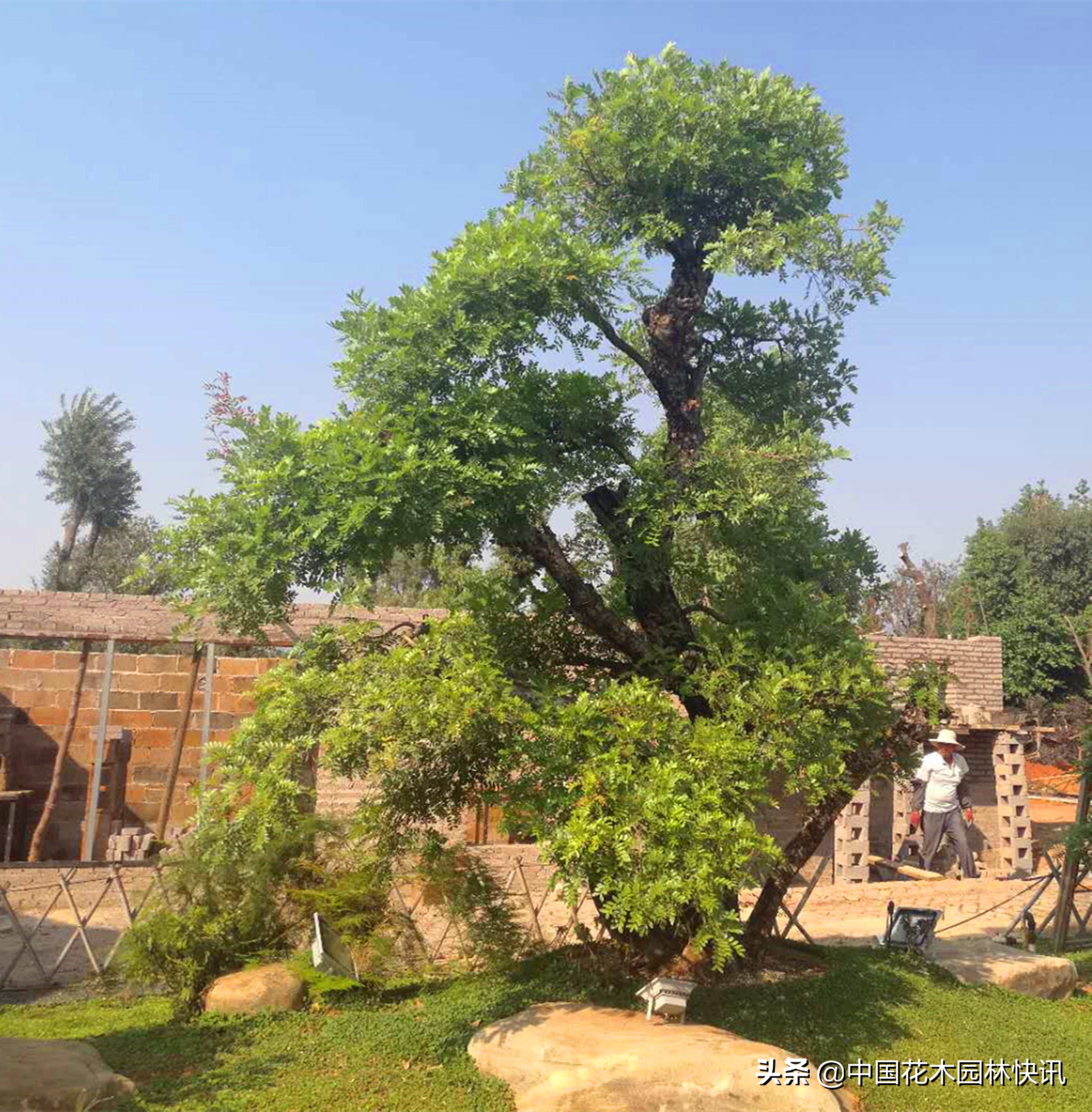 用工匠精神打造最美苗圃—记锦萃园林工程有限公司董事长苏跃文