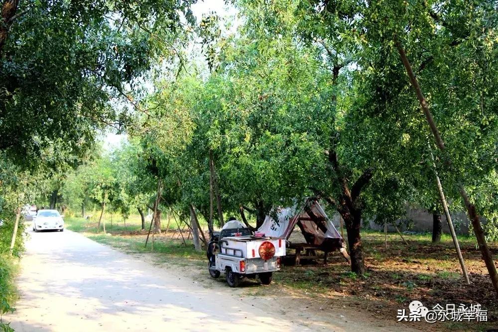 记住乡愁的记忆,永城丰庄枣干多少钱一斤