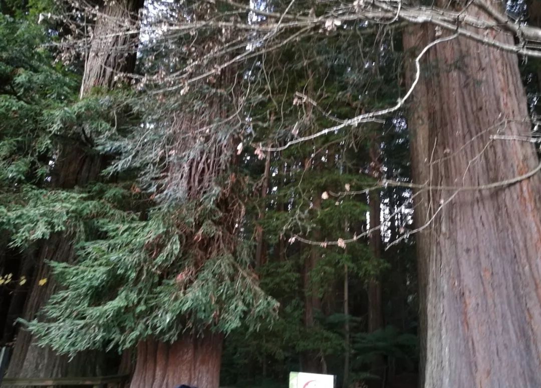 难忘的新西兰之行,在新西兰难忘的日子