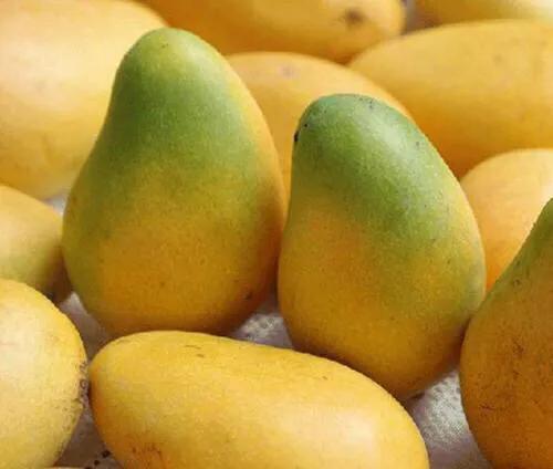 芒果树最甜的品种,芒果树哪种品种好吃