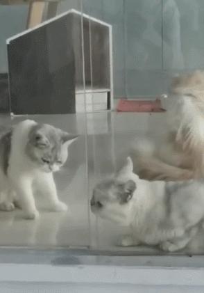 猫的本质是液体，不信看这里，萌化你